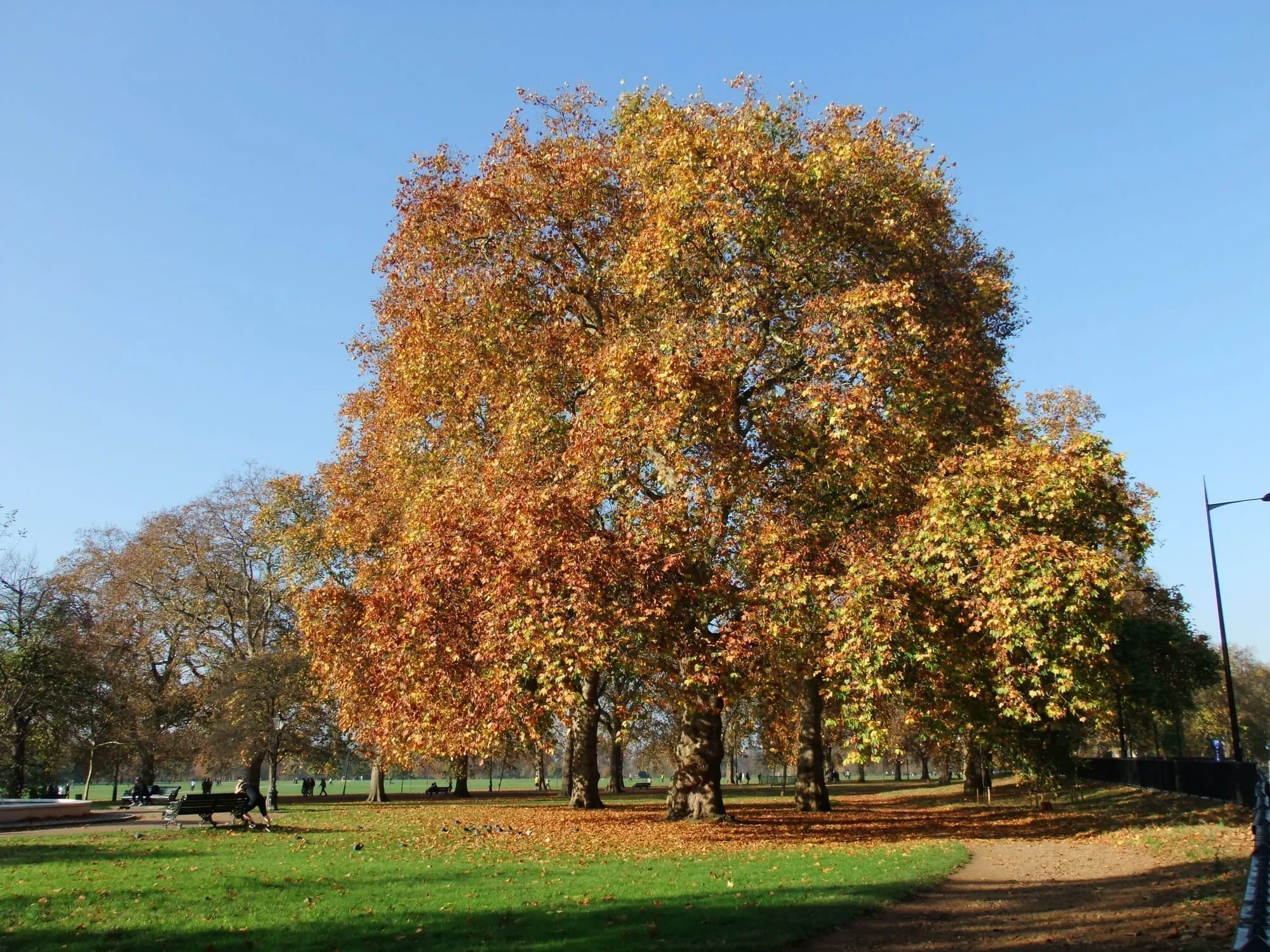 A large plane tree in full golden autumn colour in Hyde Park, its fallen leaves carpeting the grass and path beneath it, with a bench and people walking and jogging past under a clear blue sky